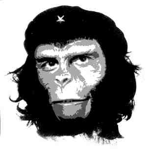 che chimp